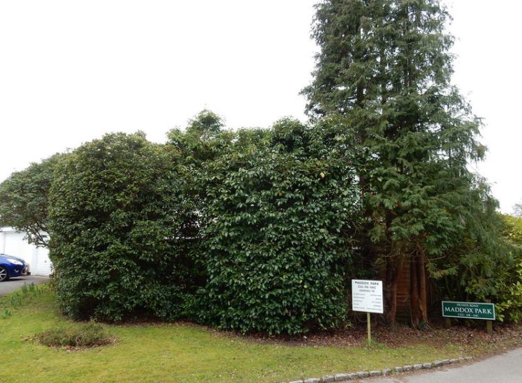 Garden Clearance in Little Bookham, Leatherhead, Surrey - Major clearance of mature trees, shrubs with roots extracted, ponds cleared and filled prior to other works. Garden clearance for Surrey and Hampshire - MDB Landscapes