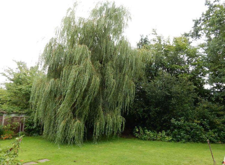 Garden Clearance in Fleet, Hampshire - Total clearance of both rear and front gardens of mature trees and shrubs. Trees felled with roots extracted. Garden clearance for Surrey and Hampshire - MDB Landscapes