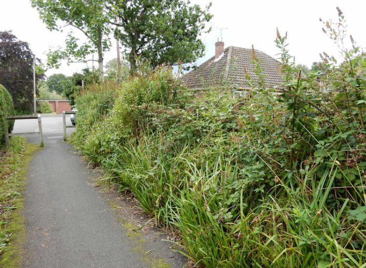 Garden Clearance in Fleet, Hampshire - Total clearance of both rear and front gardens of mature trees and shrubs. Trees felled with roots extracted. Garden clearance for Surrey and Hampshire - MDB Landscapes