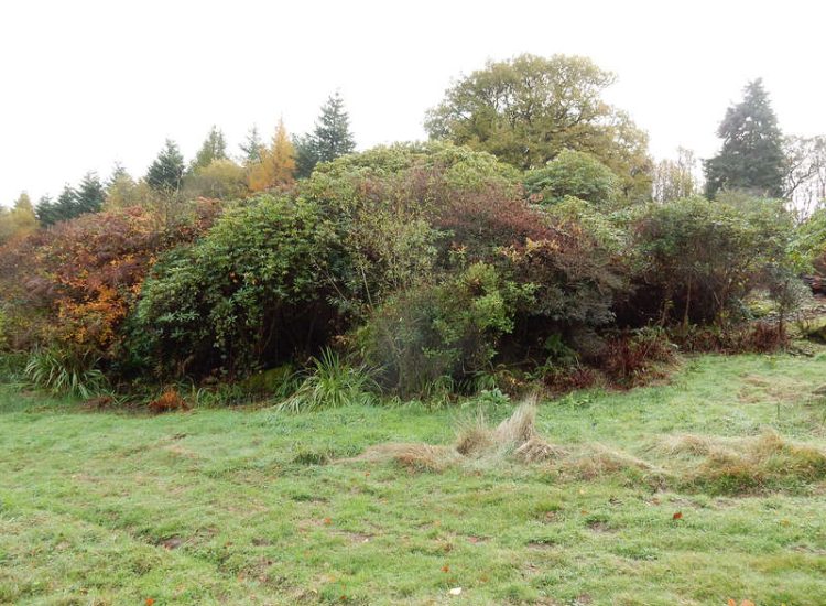 Tree and Rhododendron Clearance in Haslemere, West Sussex - A large coppice of mature overgrown Rhododendrons and trees cleared. Garden clearance for Surrey and Hampshire - MDB Landscapes