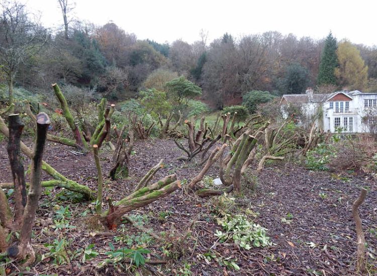 Tree and Rhododendron Clearance in Haslemere, West Sussex - A large coppice of mature overgrown Rhododendrons and trees cleared. Garden clearance for Surrey and Hampshire - MDB Landscapes