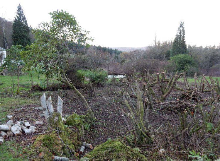 Garden clearance for Surrey and Hampshire - MDB Landscapes