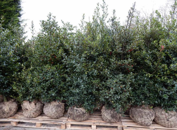 Instant Holly Hedging in Little Bookham, Surrey - Total transformation of an altered boundary line replacing rhododendrons and large conifer trees with Ilex aquifolium hedging. Garden plants and planting for Surrey and Hampshire - MDB Landscapes