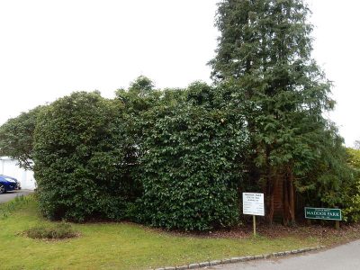 Instant Holly Hedging in Little Bookham, Surrey - Total transformation of an altered boundary line replacing rhododendrons and large conifer trees with Ilex aquifolium hedging. Garden plants and planting for Surrey and Hampshire - MDB Landscapes
