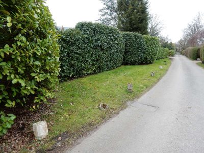 Instant Holly Hedging in Little Bookham, Surrey - Total transformation of an altered boundary line replacing rhododendrons and large conifer trees with Ilex aquifolium hedging. Garden plants and planting for Surrey and Hampshire - MDB Landscapes