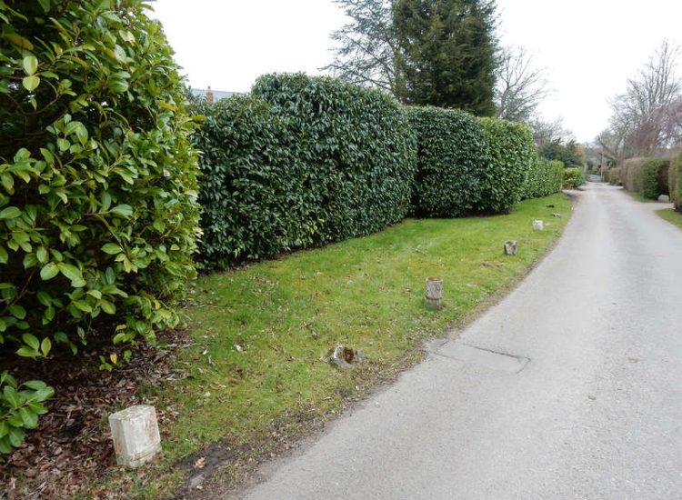 Instant Holly Hedging in Little Bookham, Surrey - Total transformation of an altered boundary line replacing rhododendrons and large conifer trees with Ilex aquifolium hedging. Garden plants and planting for Surrey and Hampshire - MDB Landscapes