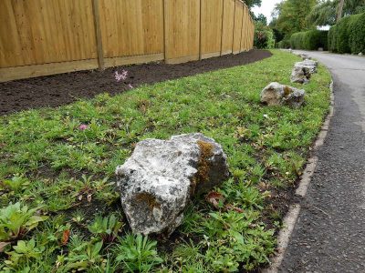 Instant Holly Hedging in Little Bookham, Surrey - Total transformation of an altered boundary line replacing rhododendrons and large conifer trees with Ilex aquifolium hedging. Garden plants and planting for Surrey and Hampshire - MDB Landscapes