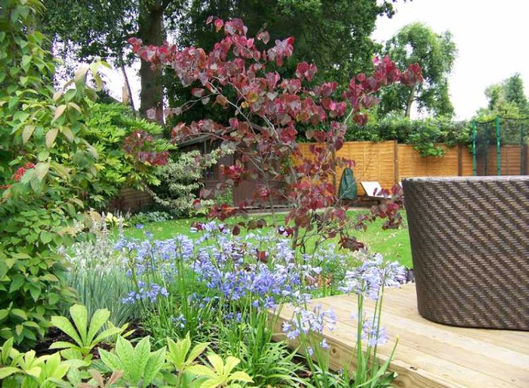Planting in Fleet, Hampshire - Semi mature shrubs, herbaceous planting, climbing plants and ground cover. Garden plants and planting for Surrey and Hampshire - MDB Landscapes