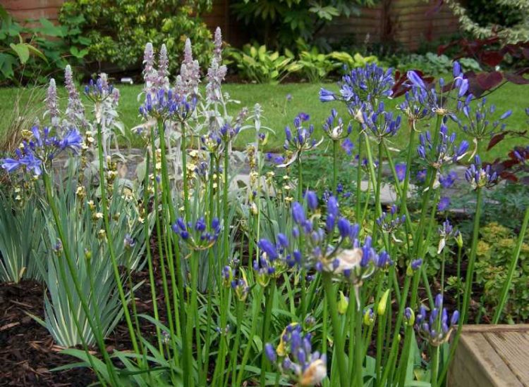 Planting in Fleet, Hampshire - Semi mature shrubs, herbaceous planting, climbing plants and ground cover. Garden plants and planting for Surrey and Hampshire - MDB Landscapes