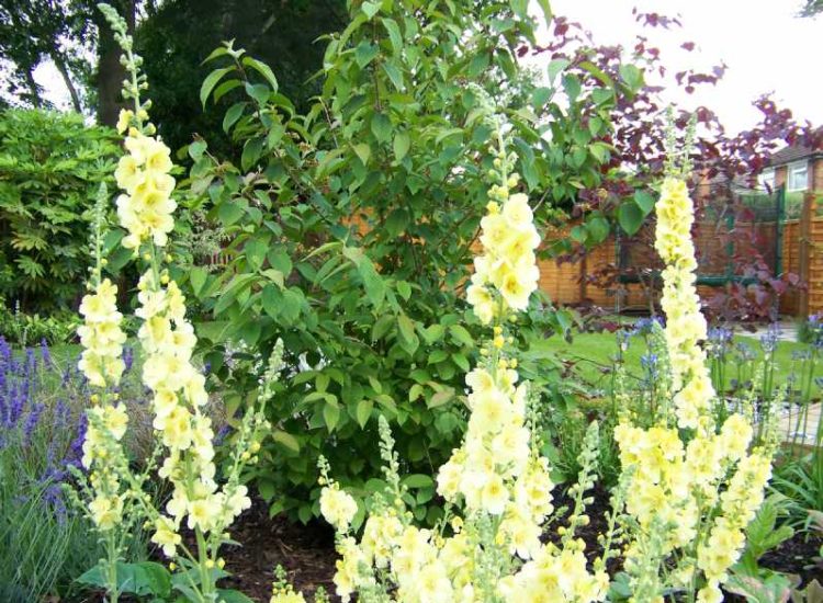 Planting in Fleet, Hampshire - Semi mature shrubs, herbaceous planting, climbing plants and ground cover. Garden plants and planting for Surrey and Hampshire - MDB Landscapes