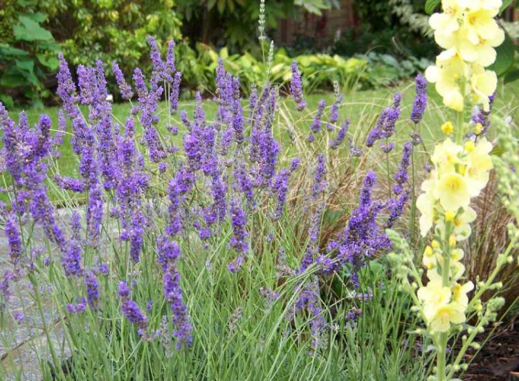 Garden plants and planting for Surrey and Hampshire - MDB Landscapes