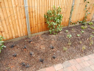 Planting in Fleet, Hampshire - A small planting scheme to fill a previously landscaped garden incorporating both shade and sun loving plants. Garden plants and planting for Surrey and Hampshire - MDB Landscapes