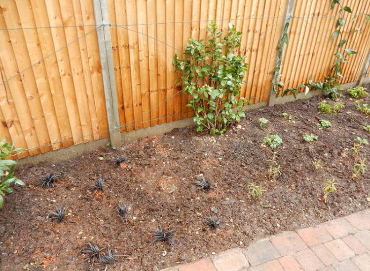 Planting in Fleet, Hampshire - A small planting scheme to fill a previously landscaped garden incorporating both shade and sun loving plants. Garden plants and planting for Surrey and Hampshire - MDB Landscapes