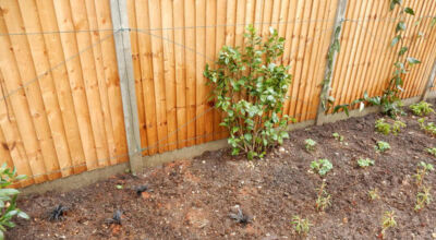 Planting in Fleet, Hampshire - A small planting scheme to fill a previously landscaped garden incorporating both shade and sun loving plants. Garden plants and planting for Surrey and Hampshire - MDB Landscapes