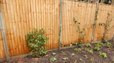 Planting in Fleet, Hampshire - A small planting scheme to fill a previously landscaped garden incorporating both shade and sun loving plants. Garden plants and planting for Surrey and Hampshire - MDB Landscapes