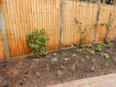 Planting in Fleet, Hampshire - A small planting scheme to fill a previously landscaped garden incorporating both shade and sun loving plants. Garden plants and planting for Surrey and Hampshire - MDB Landscapes