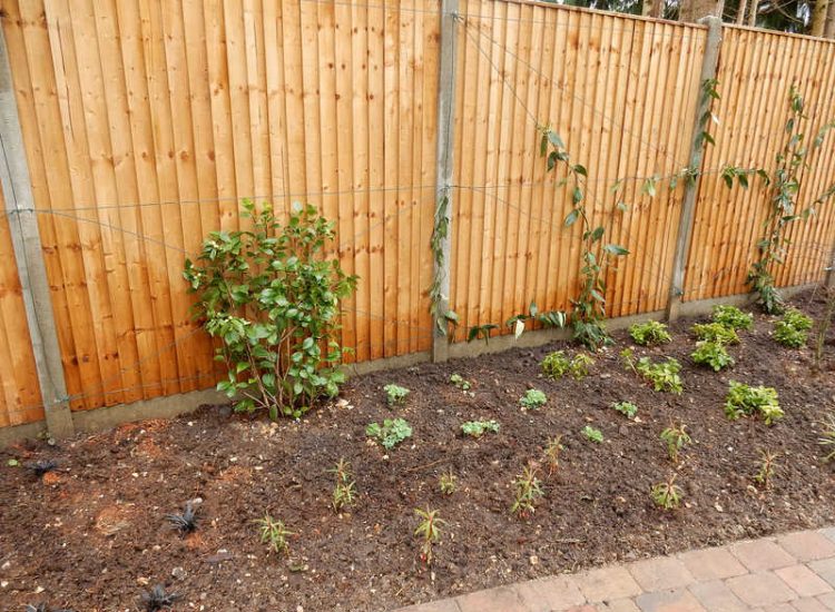 Planting in Fleet, Hampshire - A small planting scheme to fill a previously landscaped garden incorporating both shade and sun loving plants. Garden plants and planting for Surrey and Hampshire - MDB Landscapes