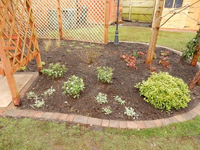 Planting in Fleet, Hampshire - A small planting scheme to fill a previously landscaped garden incorporating both shade and sun loving plants. Garden plants and planting for Surrey and Hampshire - MDB Landscapes