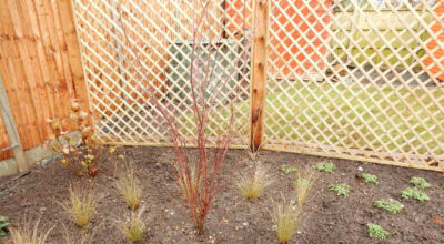 Planting in Fleet, Hampshire - A small planting scheme to fill a previously landscaped garden incorporating both shade and sun loving plants. Garden plants and planting for Surrey and Hampshire - MDB Landscapes
