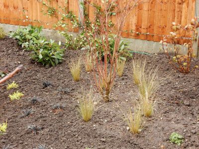 Planting in Fleet, Hampshire - A small planting scheme to fill a previously landscaped garden incorporating both shade and sun loving plants. Garden plants and planting for Surrey and Hampshire - MDB Landscapes