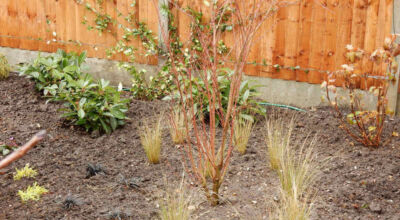 Planting in Fleet, Hampshire - A small planting scheme to fill a previously landscaped garden incorporating both shade and sun loving plants. Garden plants and planting for Surrey and Hampshire - MDB Landscapes