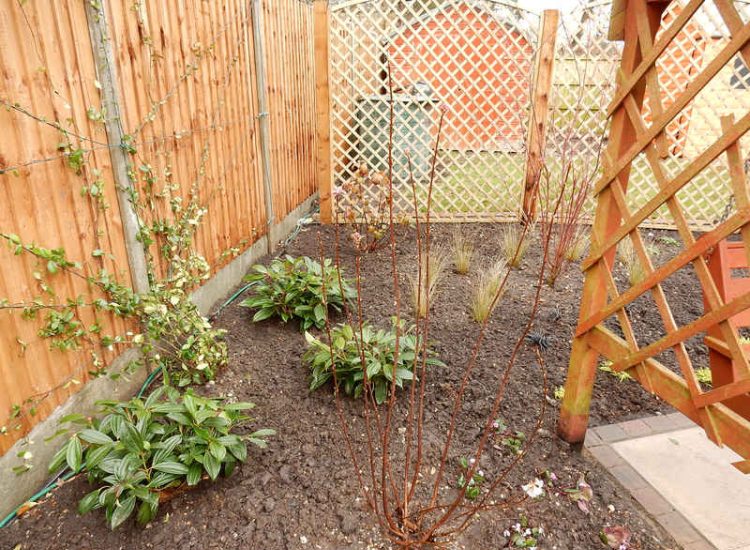 Garden plants and planting for Surrey and Hampshire - MDB Landscapes