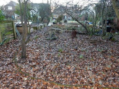 Garden Planting in Guildford, Surrey - An over grown wooded area transformed with semi shade and shade tolarant herbaceous plants, shrubs and ornamental trees. Garden plants and planting for Surrey and Hampshire - MDB Landscapes