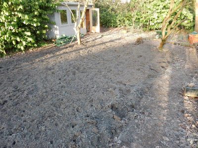 Garden Planting in Guildford, Surrey - An over grown wooded area transformed with semi shade and shade tolarant herbaceous plants, shrubs and ornamental trees. Garden plants and planting for Surrey and Hampshire - MDB Landscapes