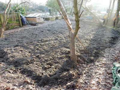 Garden Planting in Guildford, Surrey - An over grown wooded area transformed with semi shade and shade tolarant herbaceous plants, shrubs and ornamental trees. Garden plants and planting for Surrey and Hampshire - MDB Landscapes