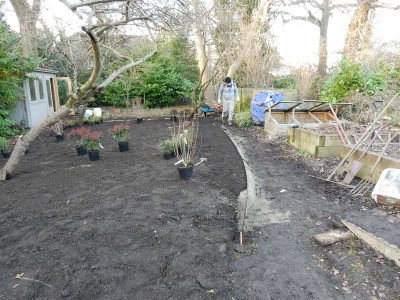 Garden Planting in Guildford, Surrey - An over grown wooded area transformed with semi shade and shade tolarant herbaceous plants, shrubs and ornamental trees. Garden plants and planting for Surrey and Hampshire - MDB Landscapes