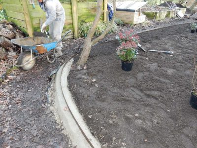 Garden Planting in Guildford, Surrey - An over grown wooded area transformed with semi shade and shade tolarant herbaceous plants, shrubs and ornamental trees. Garden plants and planting for Surrey and Hampshire - MDB Landscapes