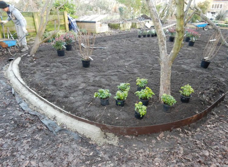 Garden Planting in Guildford, Surrey - An over grown wooded area transformed with semi shade and shade tolarant herbaceous plants, shrubs and ornamental trees. Garden plants and planting for Surrey and Hampshire - MDB Landscapes