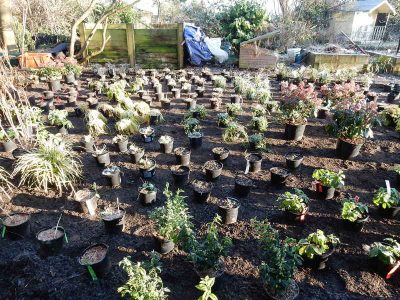 Garden Planting in Guildford, Surrey - An over grown wooded area transformed with semi shade and shade tolarant herbaceous plants, shrubs and ornamental trees. Garden plants and planting for Surrey and Hampshire - MDB Landscapes