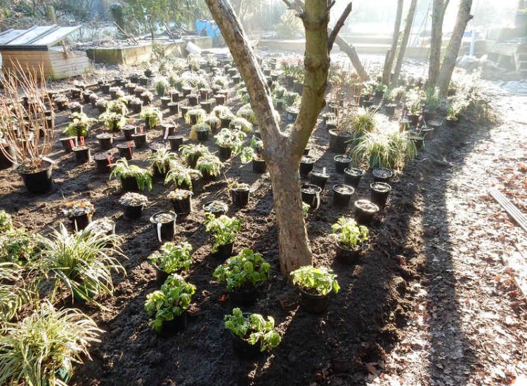 Garden Planting in Guildford, Surrey - An over grown wooded area transformed with semi shade and shade tolarant herbaceous plants, shrubs and ornamental trees. Garden plants and planting for Surrey and Hampshire - MDB Landscapes