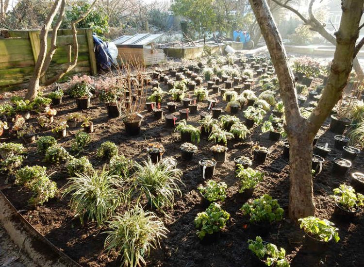 Garden Planting in Guildford, Surrey - An over grown wooded area transformed with semi shade and shade tolarant herbaceous plants, shrubs and ornamental trees. Garden plants and planting for Surrey and Hampshire - MDB Landscapes