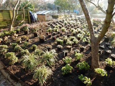 Garden Planting in Guildford, Surrey - An over grown wooded area transformed with semi shade and shade tolarant herbaceous plants, shrubs and ornamental trees. Garden plants and planting for Surrey and Hampshire - MDB Landscapes