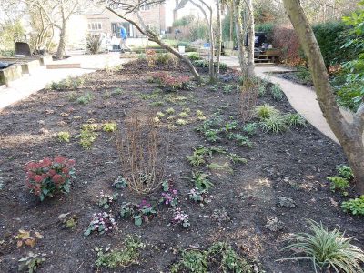 Garden Planting in Guildford, Surrey - An over grown wooded area transformed with semi shade and shade tolarant herbaceous plants, shrubs and ornamental trees. Garden plants and planting for Surrey and Hampshire - MDB Landscapes