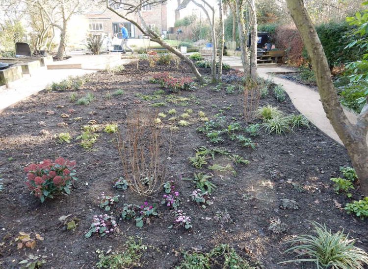 Garden Planting in Guildford, Surrey - An over grown wooded area transformed with semi shade and shade tolarant herbaceous plants, shrubs and ornamental trees. Garden plants and planting for Surrey and Hampshire - MDB Landscapes