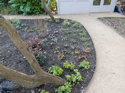 Garden Planting in Guildford, Surrey - An over grown wooded area transformed with semi shade and shade tolarant herbaceous plants, shrubs and ornamental trees. Garden plants and planting for Surrey and Hampshire - MDB Landscapes