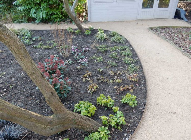 Garden Planting in Guildford, Surrey - An over grown wooded area transformed with semi shade and shade tolarant herbaceous plants, shrubs and ornamental trees. Garden plants and planting for Surrey and Hampshire - MDB Landscapes