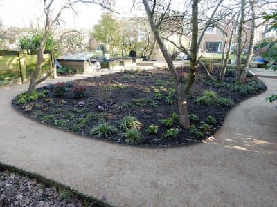 Garden Planting in Guildford, Surrey - An over grown wooded area transformed with semi shade and shade tolarant herbaceous plants, shrubs and ornamental trees. Garden plants and planting for Surrey and Hampshire - MDB Landscapes