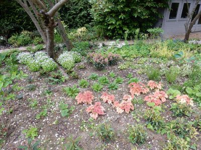 Garden Planting in Guildford, Surrey - An over grown wooded area transformed with semi shade and shade tolarant herbaceous plants, shrubs and ornamental trees. Garden plants and planting for Surrey and Hampshire - MDB Landscapes