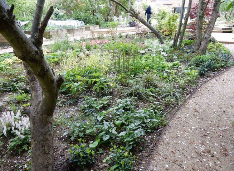 Garden Planting in Guildford, Surrey - An over grown wooded area transformed with semi shade and shade tolarant herbaceous plants, shrubs and ornamental trees. Garden plants and planting for Surrey and Hampshire - MDB Landscapes