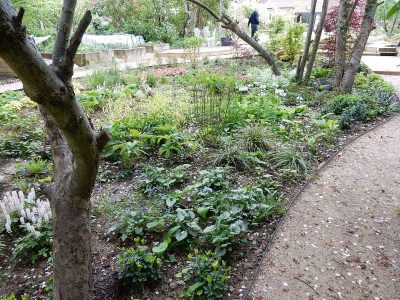 Garden Planting in Guildford, Surrey - An over grown wooded area transformed with semi shade and shade tolarant herbaceous plants, shrubs and ornamental trees. Garden plants and planting for Surrey and Hampshire - MDB Landscapes