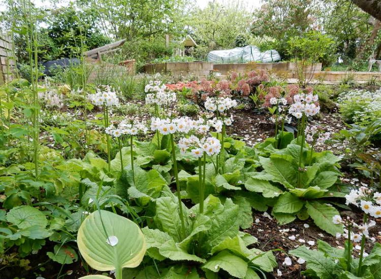 Garden Planting in Guildford, Surrey - An over grown wooded area transformed with semi shade and shade tolarant herbaceous plants, shrubs and ornamental trees. Garden plants and planting for Surrey and Hampshire - MDB Landscapes