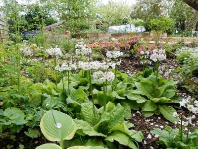 Garden Planting in Guildford, Surrey - An over grown wooded area transformed with semi shade and shade tolarant herbaceous plants, shrubs and ornamental trees. Garden plants and planting for Surrey and Hampshire - MDB Landscapes