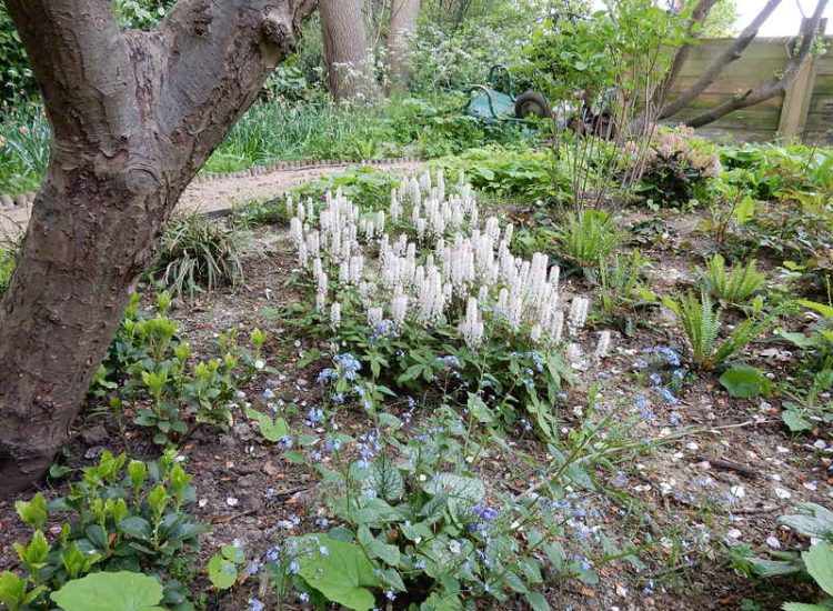 Garden plants and planting for Surrey and Hampshire - MDB Landscapes