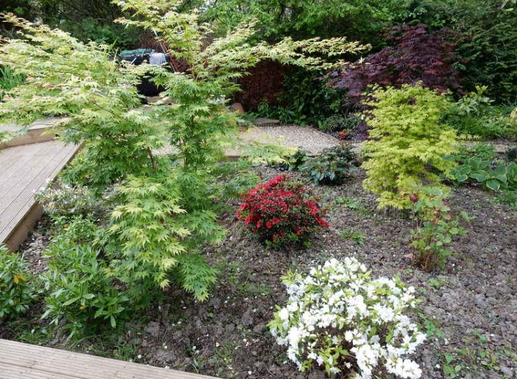 Garden plants and planting for Surrey and Hampshire - MDB Landscapes