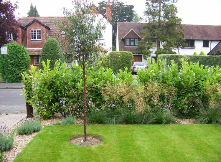 Laurel Hedging and Planting in Woking, Surrey - Instant laurel hedging, grasses and summer flowering shrubs. Garden plants and planting for Surrey and Hampshire - MDB Landscapes