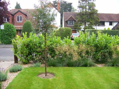 Laurel Hedging and Planting in Woking, Surrey - Instant laurel hedging, grasses and summer flowering shrubs. Garden plants and planting for Surrey and Hampshire - MDB Landscapes